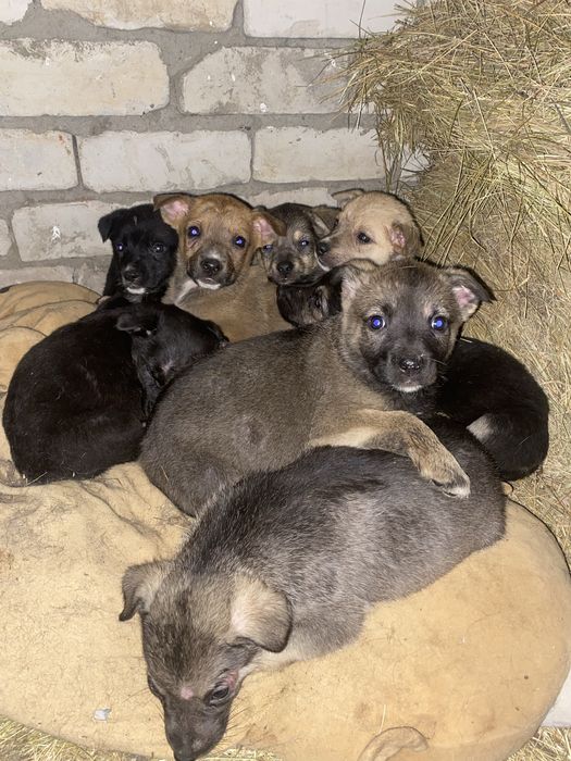 Девочки и мальчики ищут дом!