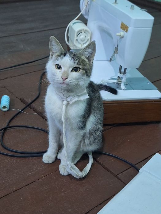 Mushuk bolasi misha uy qidirmoqda