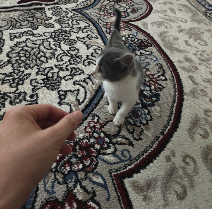 Mushuk bolasi 2 oylik