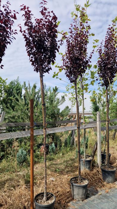 Prunus pisardi- Tei de floare- Arțar crimson King