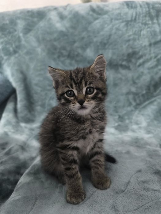 Продам котят мама Мейн-Кун отец подлец