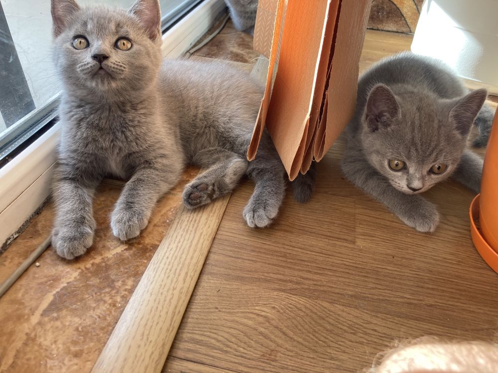 Котета британска късокосместа