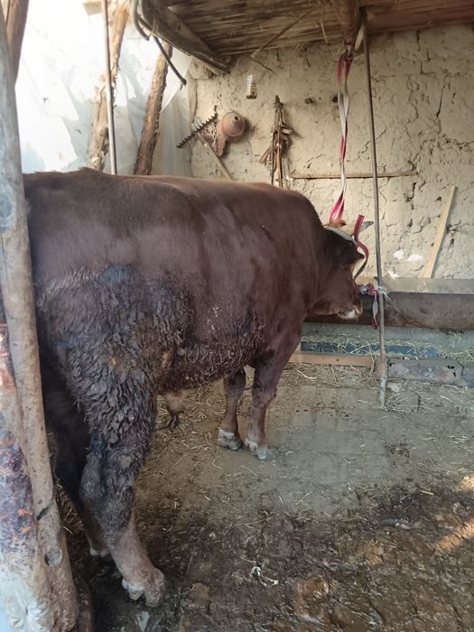 Наввос сотилади Пастдаргом Камолот махалла