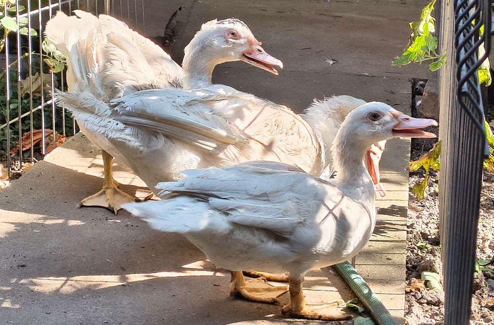 Porumbei voiajori 2025 și păsări din matcă