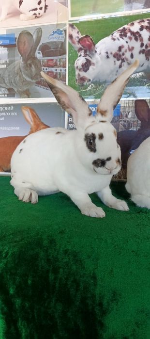 Рекс триколор куёнлари