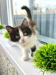 Котенок девочка в добрые руки