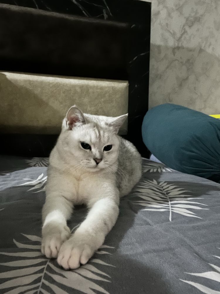Silver Shinshilla Mushuk sotiladi