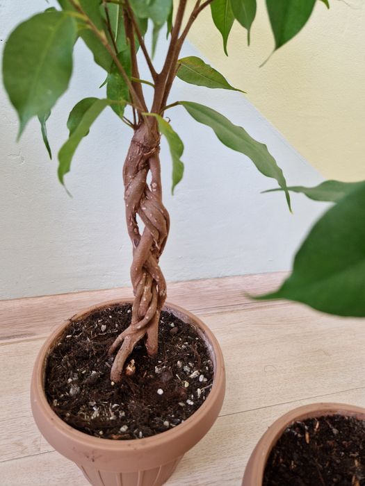 Ficus impletit, benjamina exotic