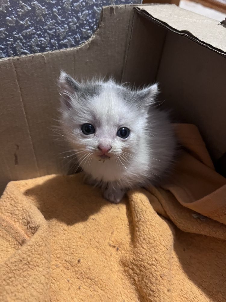 Котята Бесплатно