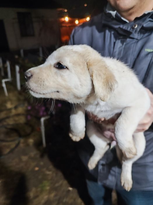 Отдам боевых щенков