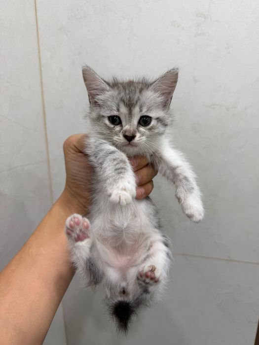 Котята ищут дом!