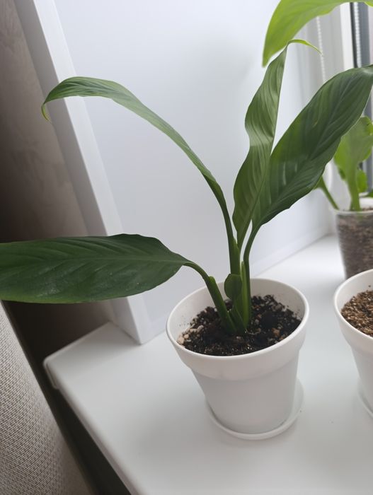 Женское счастье -комнатное растение