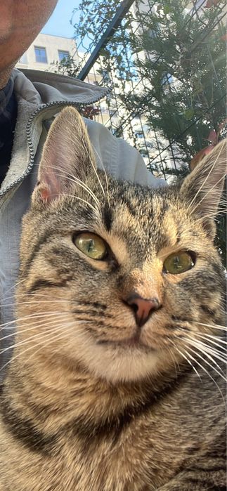 Adoptie motan 5luni ,tigrat