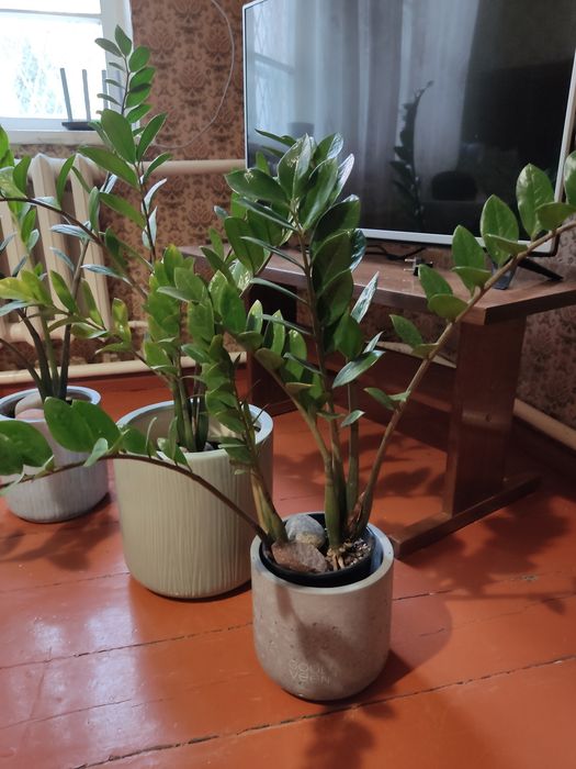 Замиокулькасы продаются