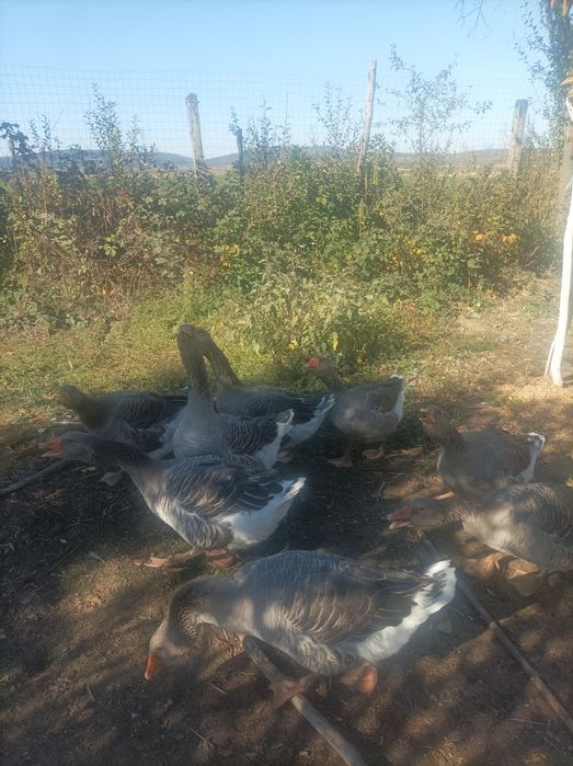 Vînd 9 gîște com Dieci