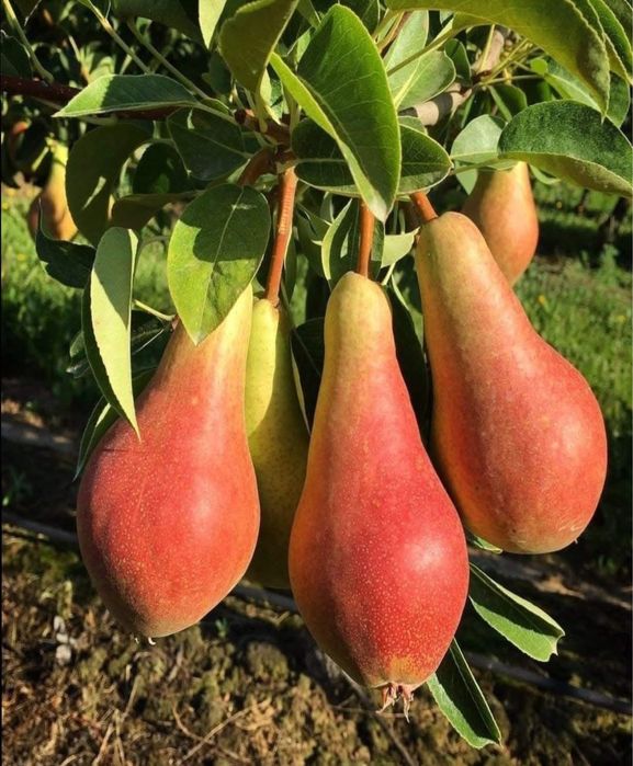 Pomi Fructiferi Certificați Anul 3 De Vegetație