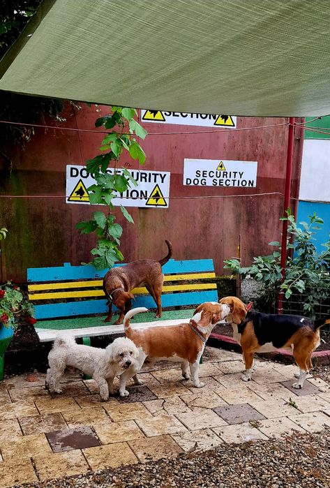 Cazare Pensiune canină /animale de campanie