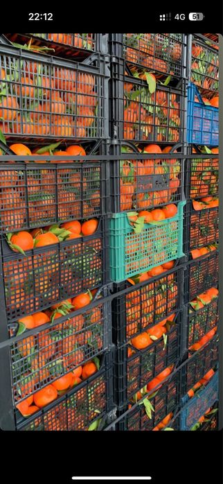 Lazi ladite pentru fructe de la prima utilizare