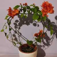 Бугенвиллия кустарник цветок оранжевые