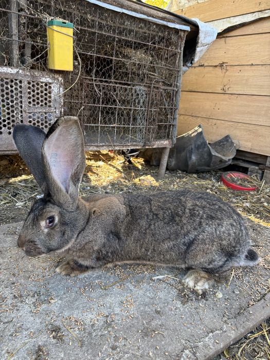 Vand femela urias german