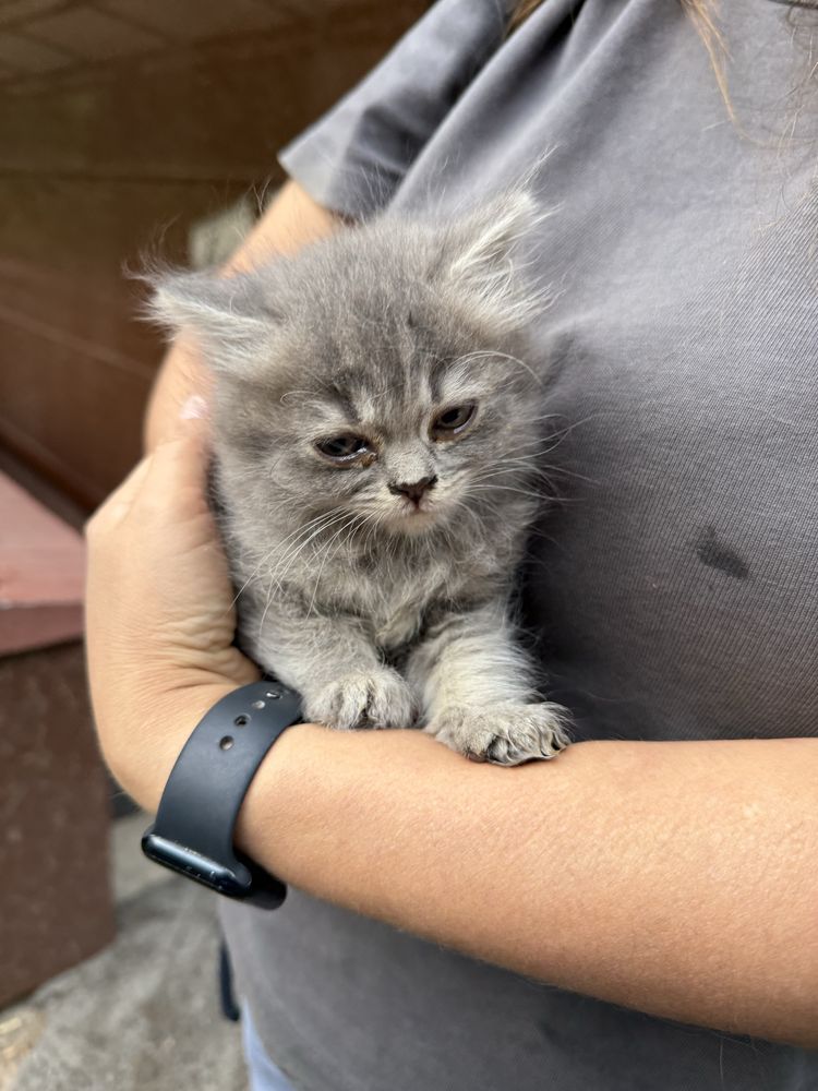 Отдам котенка девочка