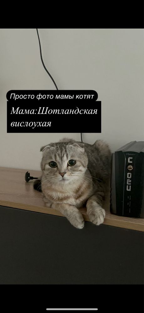 Продам шотландских котят