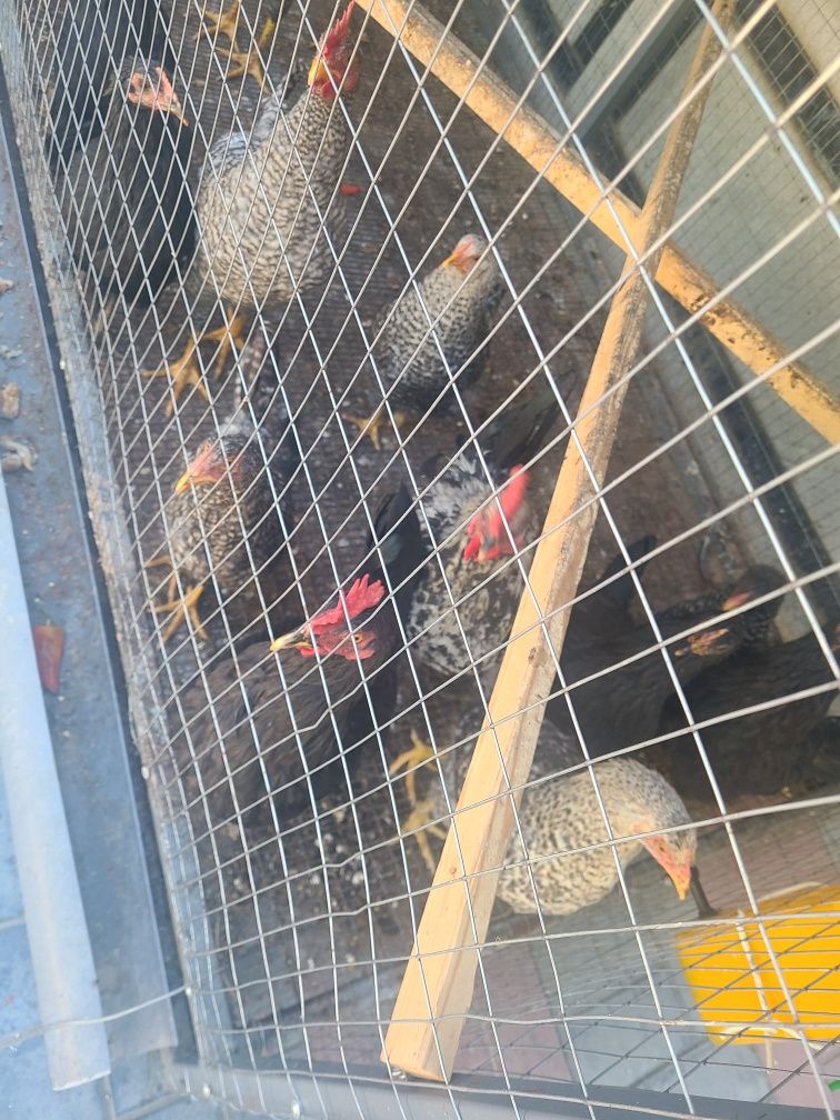 Tovuqlar katak bilan sotiladi