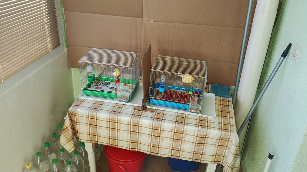 Орфей-мъжко и женско.Млади,тазгодишни.