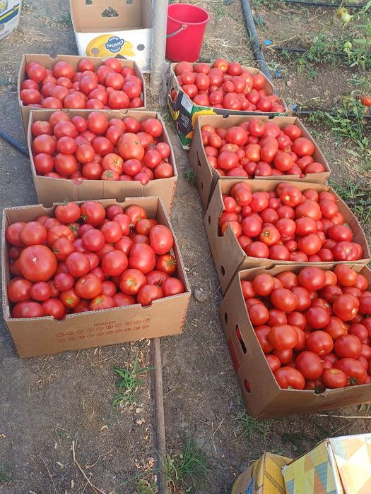 Rosii pentru consum, bulion, etc.