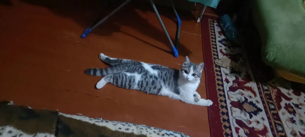 Отдам кошечку, 8-9 месяцев