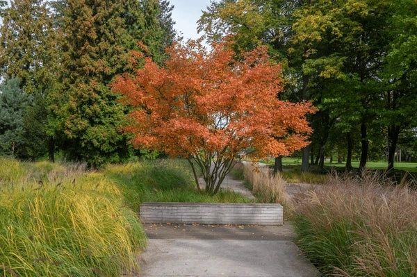 Arborele de stafide amelanchier