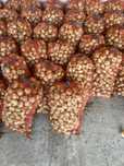 Ceapa bio naturala 100%100