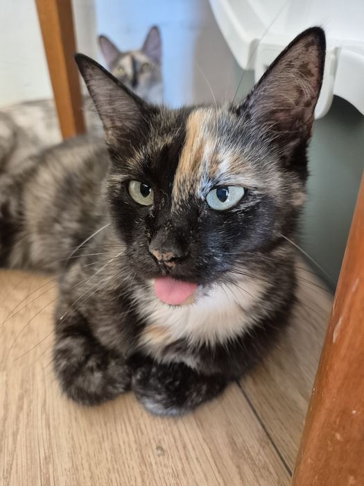 Maia, pisica cea cuminte