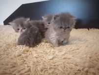 Персийски котета