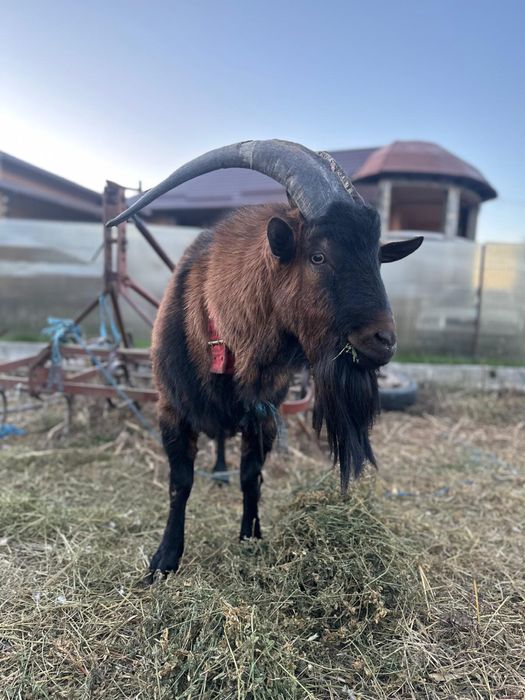 Vand țap alpin-francez