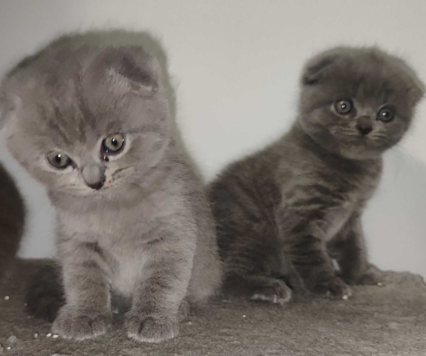 Шотландско клепоухо коте