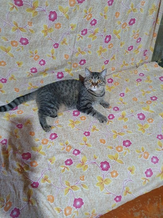 отдам кошечку в добрые руки