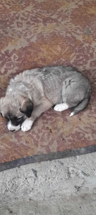 Щенки отдаю бесплатно