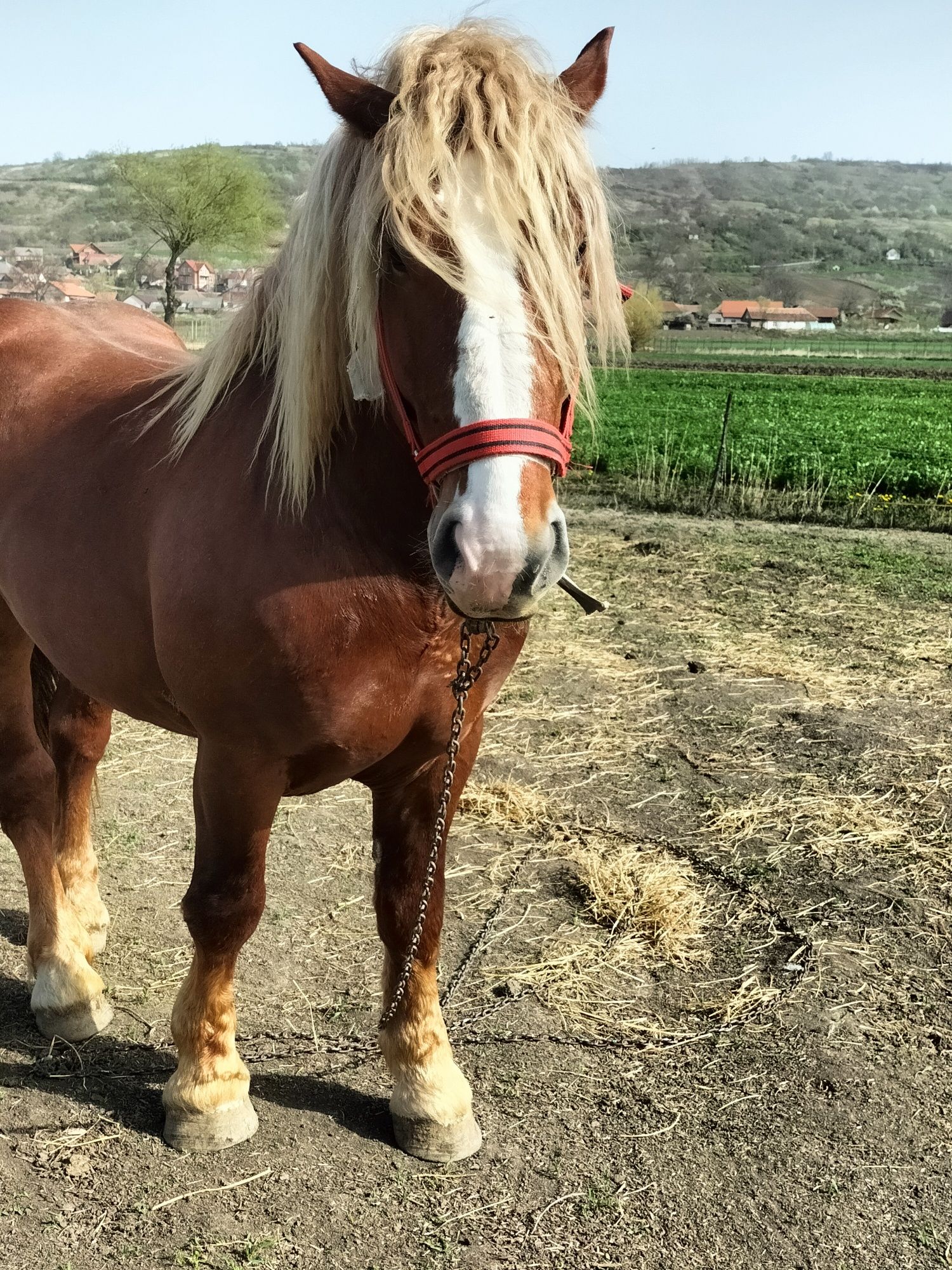 Armăsar de vânzare