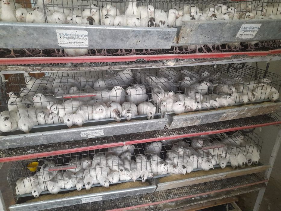 Micro ferma prepelite