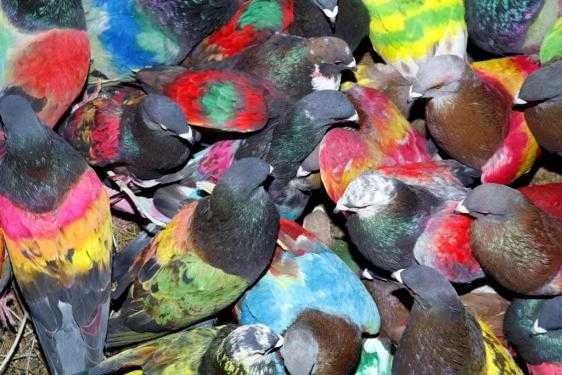 Боядисване на гълъби Боя за гълъби