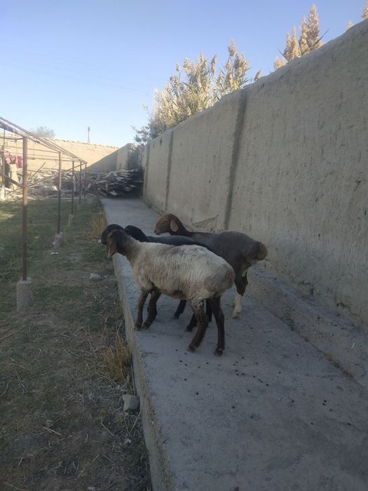 Qo'ylar sotiladi