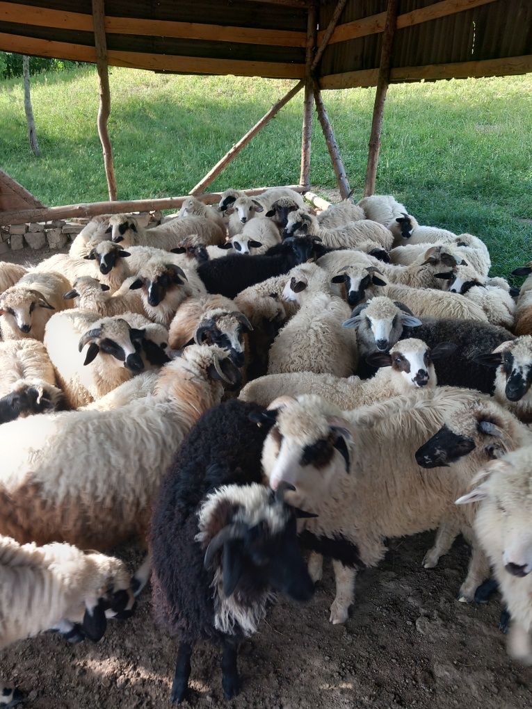 Miei grași 60 de bucăți