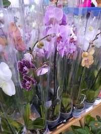 Орхидея микс 65см
