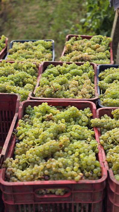 Struguri de vin 2025
