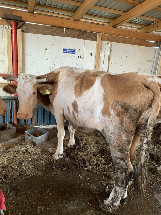 Vând vacă bălțată românească