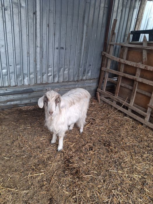 Ешкілер сатылады