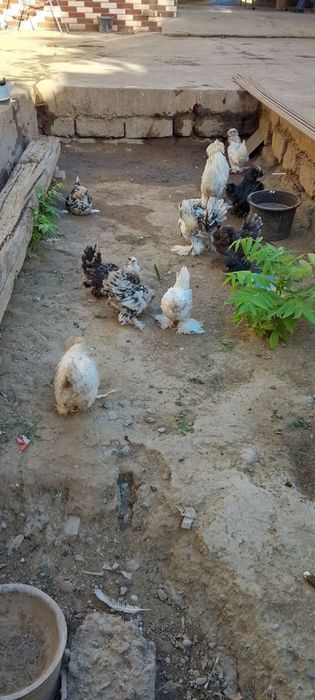Yaponcha tovuq xorozlar sotiladi