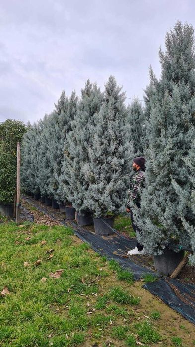 PonPon Maslin , Chiparos Albastru  Leilandy Brad ! Plante Ornamentale