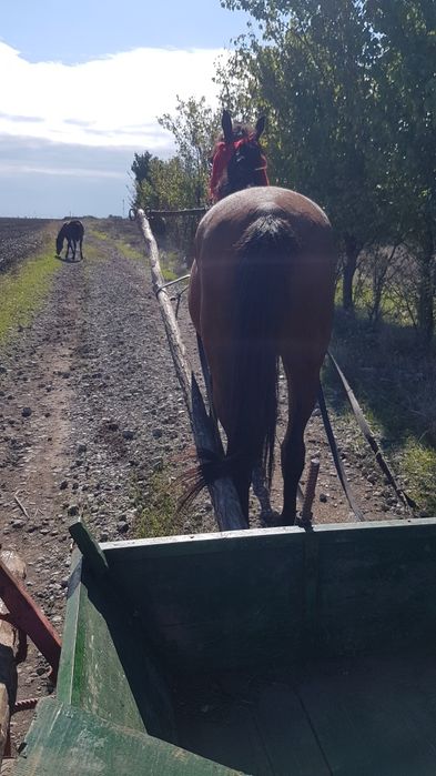 De vânzare iapă de 7 ani spre 8 ani
